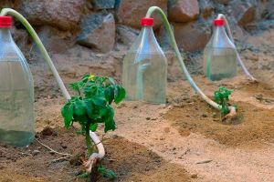 آموزش ساخت آبیاری قطره ای با بطری پلاستیکی؛ خلاقانه و رایگان