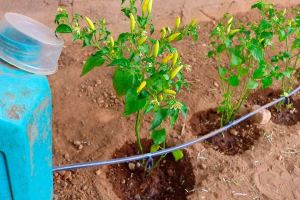 ساخت آبیاری قطره ای خانگی با بطری پلاستیکی