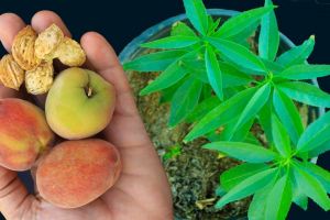 آموزش کاشت هسته هلو و رازهای تبدیل آن به درخت بارور در حیاط و بالکن