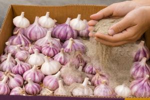 بهترین روش نگهداری از سیر برای پوک و خراب نشدن