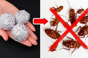 روش طبیعی برای از بین بردن سوسک با فویل / تا سالها سوسک ندارید