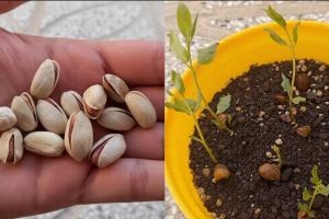 آموزش کاشت پسته در گلدان با مغز پسته ؛ روشی ۱۰۰٪ تضمینی