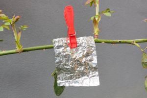 «ترفند فویل آلومینیومی برای باغ و باغچه / راز کوچکی که به کارتان می آید