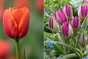 بررسی تفاوت و ویژگی گل لاله ایرانی با لاله هلندی