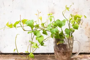 آموزش کاشت سبزه نوروز با سیب زمینی (جالب و خلاقانه)