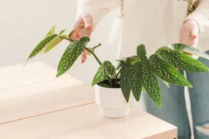 ۴ نوع محبوب گل بگونیا، زیبایی و تنوع در دنیای گیاهان