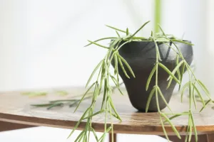 نگهداری و مراقبت از کاکتوس ریپسالیس، گیاهی متفاوت