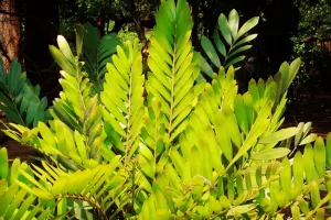 معرفی و روش نگهداری از گیاه سیکاس زامیا