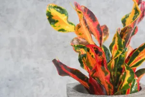 راهنمای جامع نگهداری و تکثیر گیاه کروتون رشته ای