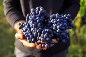 خواص شگفت انگیز انگور سیاه برای سلامتی