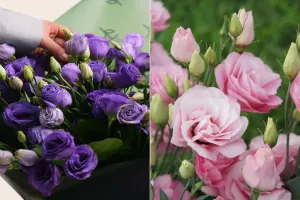 روش نگهداری و کاشت لیسیانتوس (در گلدان یا باغچه)