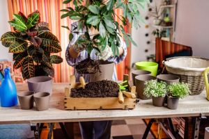 راهنمای تعویض خاک و گلدان گیاهان آپارتمانی