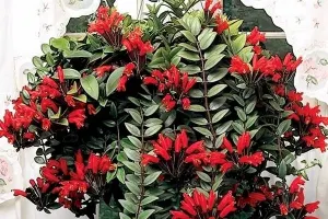 راهنمای جامع نگهداری و تکثیر گیاه آشیانتوس (خر دم)