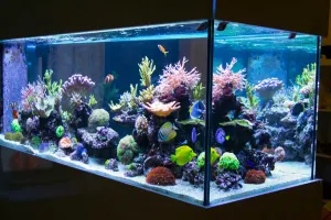 راهنمای جامع انواع ماهی های آکواریومی برای مبتدیان