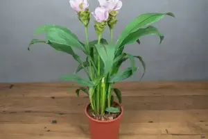 راهنمای جامع نگهداری و خرید ارکیده فیلیپینی (خوشه آویز)