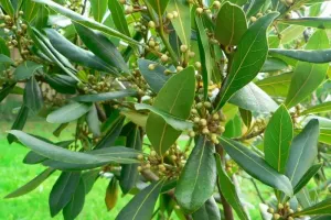 راهنمای کامل کاشت و نگهداری گیاه برگ بو و خواص دارویی آن