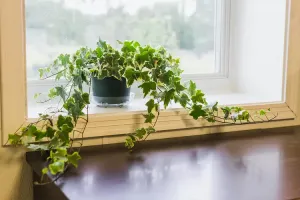 راهنمای کامل نگهداری گیاه پاپیتال یا عشقه در خانه و باغچه