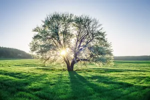 30 عکس از خارق العاده ترین درختانی که تا به حال هیچ جایی ندیدی !