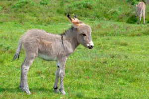 اگه دنبال بامزه ترین عکس های الاغ هستی به ما سر بزن !