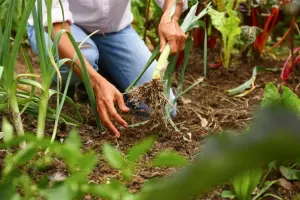 راهنمای کامل کاشت و پرورش تره فرنگی + نکات مهم برای برداشت