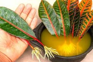 آموزش تکثیر گیاهان از طریق برگ؛ روش ریشه دار کردن برگ کروتون در ماسه