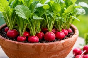 کاشت تربچه در گلدان؛ آموزش ساده و مرحله به مرحله برای داشتن تربچه های تازه در خانه