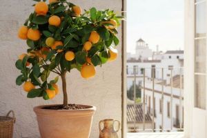 متولدین سال سگ برای جذب شانس و انرژی مثبت چه درختی بکارند؟ راز انتخاب درخت در فنگ شویی