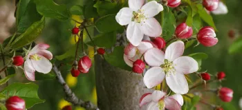 چرا شکوفه و میوه درختان می‌ریزد؟