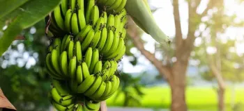 چگونه از درخت موز نگهداری کنیم؟