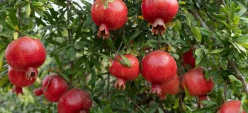 تبدیل انار ترش به شیرین ، راهکارهای موثر برای باغداران