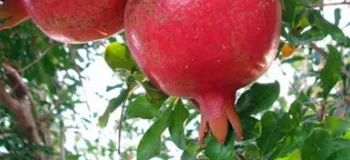 چگونه نمک می‌تواند بر سلامت درخت انار تاثیر بگذارد؟