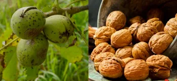 چرا گردوها پوک و بدون مغز می‌شوند؟