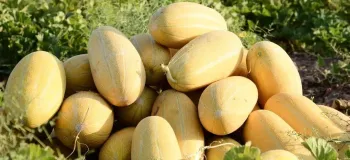 بهترین کود برای درشتی خربزه و افزایش تناژ
