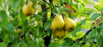 بهترین کود برای رشد سریع درخت گلابی