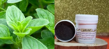 گیاه بولدو (بلدو) / خواص درمانی و روش های مصرف آن