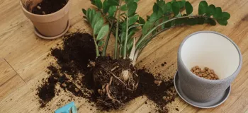 روش های نرم کردن خاک گلدان برای گیاه دوستان