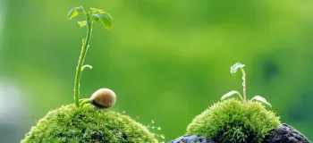 ۱۱ مزیت دارویی و درمانی گیاه اشنه