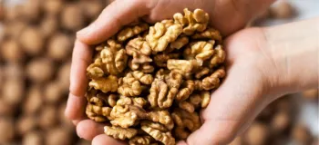 گردو و لاغری / آیا گردو می تواند به کاهش وزن کمک کند؟