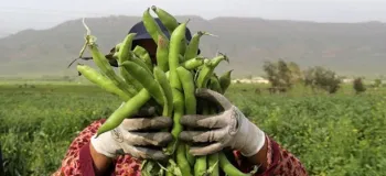 بهترین کود تقویتی برای باقلا با باردهی بیشتر