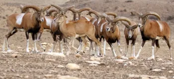 پارک ملی بمو؛ پیاده روی در کنار حیوانات وحشی