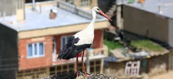 روستای دره تفی، بهشت لک لک ها در مریوان