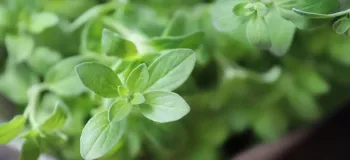 مزایای پونه برای دل درد / درمانی طبیعی و موثر