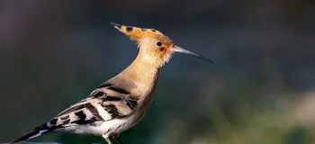 دارکوب بلوچی / بررسی زندگی و اهمیت این پرنده زیبا