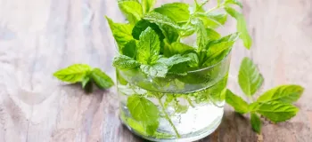 کاشت نعنا در آب / آموزش کامل برای پرورش گیاه معطر