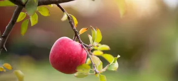 علت میوه ندادن درخت سیب و راه های افزایش باردهی