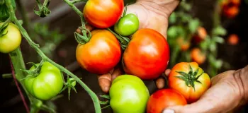 علت قرمز نشدن گوجه فرنگی و راهکارهای بهبود آن