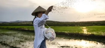 چه نوع کودی برای برداشت ۲ برابری برنج مناسب است ؟
