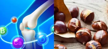 با خواص بلوط برای بدن و استخوان ها آشنا شوید