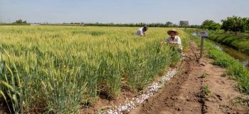 مزایای سولفات آمونیوم در کشاورزی و افزایش بهره وری خاک