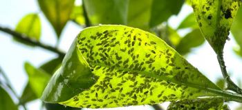 چگونه شته ی درختان را از بین ببریم؟